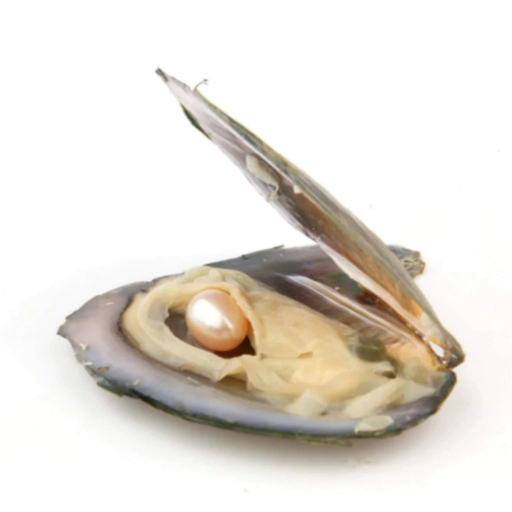 Colar My Pearl Ostra Pérola Natural